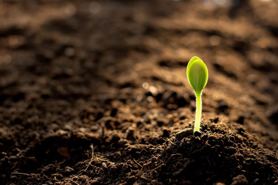 плодородный грунт для теплиц в Мытищах навалом
